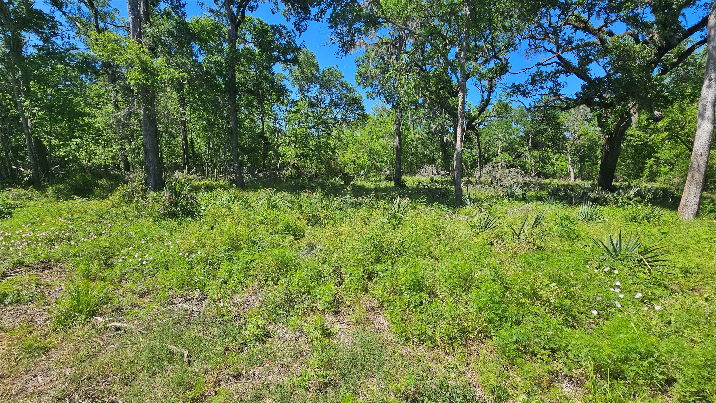 248 Middle Bayou Trail Angleton, TX 77515 - Photo 8 of 18 a view of a lush green forest