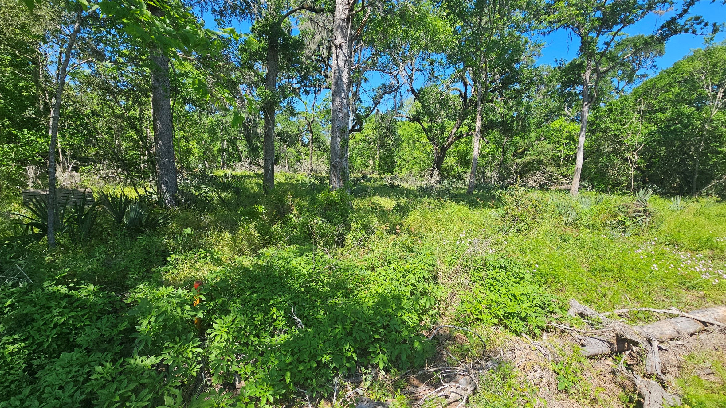 248 Middle Bayou Trail Angleton, TX 77515 - Photo 9 of 18 a view of a lush green forest