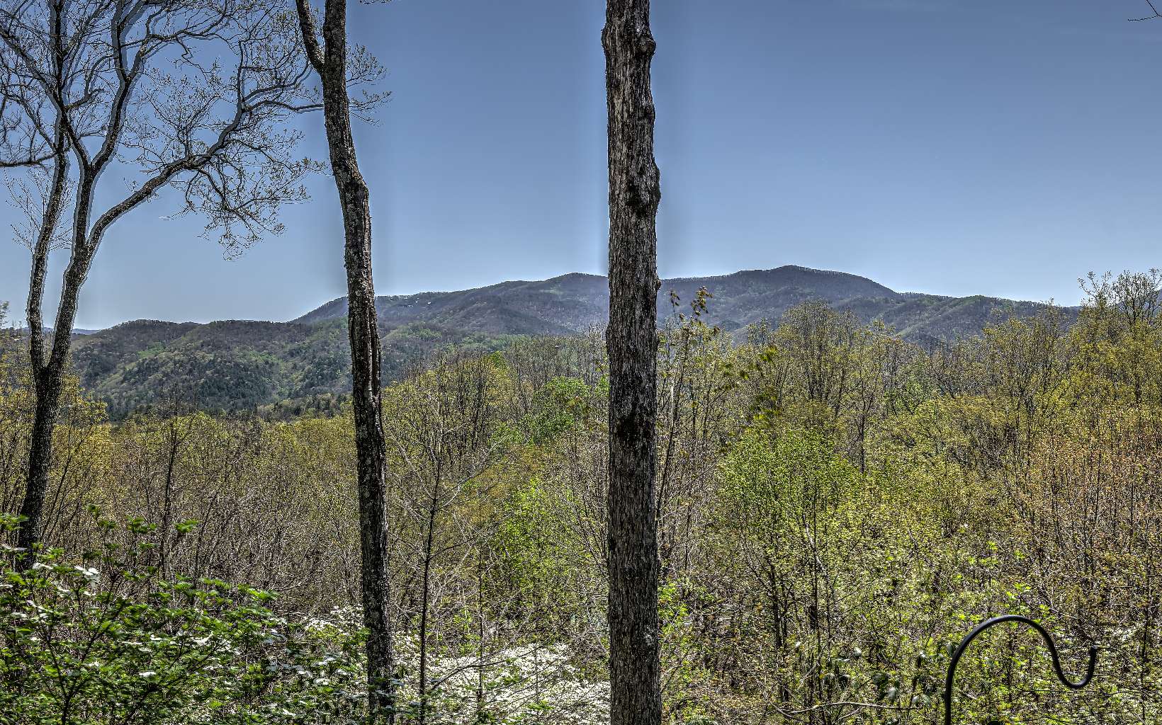 78 Little Bushy Head Road Blue Ridge, GA 30513 - Photo 3 of 4 a view of a forest