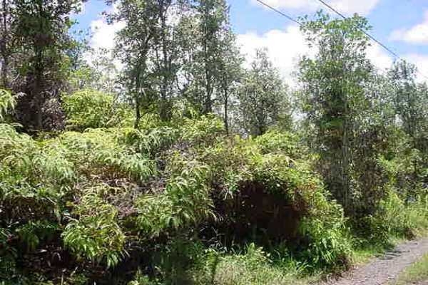 C Rd Mountain View Mountain View, HI 96771 - Photo 1 of 3 a view of a lush green forest