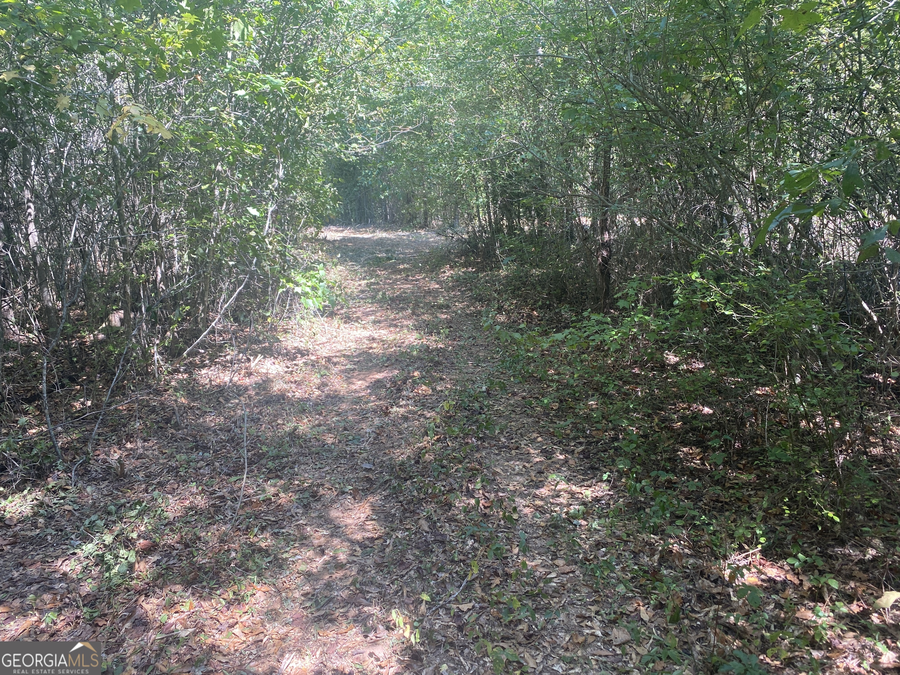 299 South L Street Hamilton, GA 31811 - Photo 30 of 36 a view of a forest with trees in the background