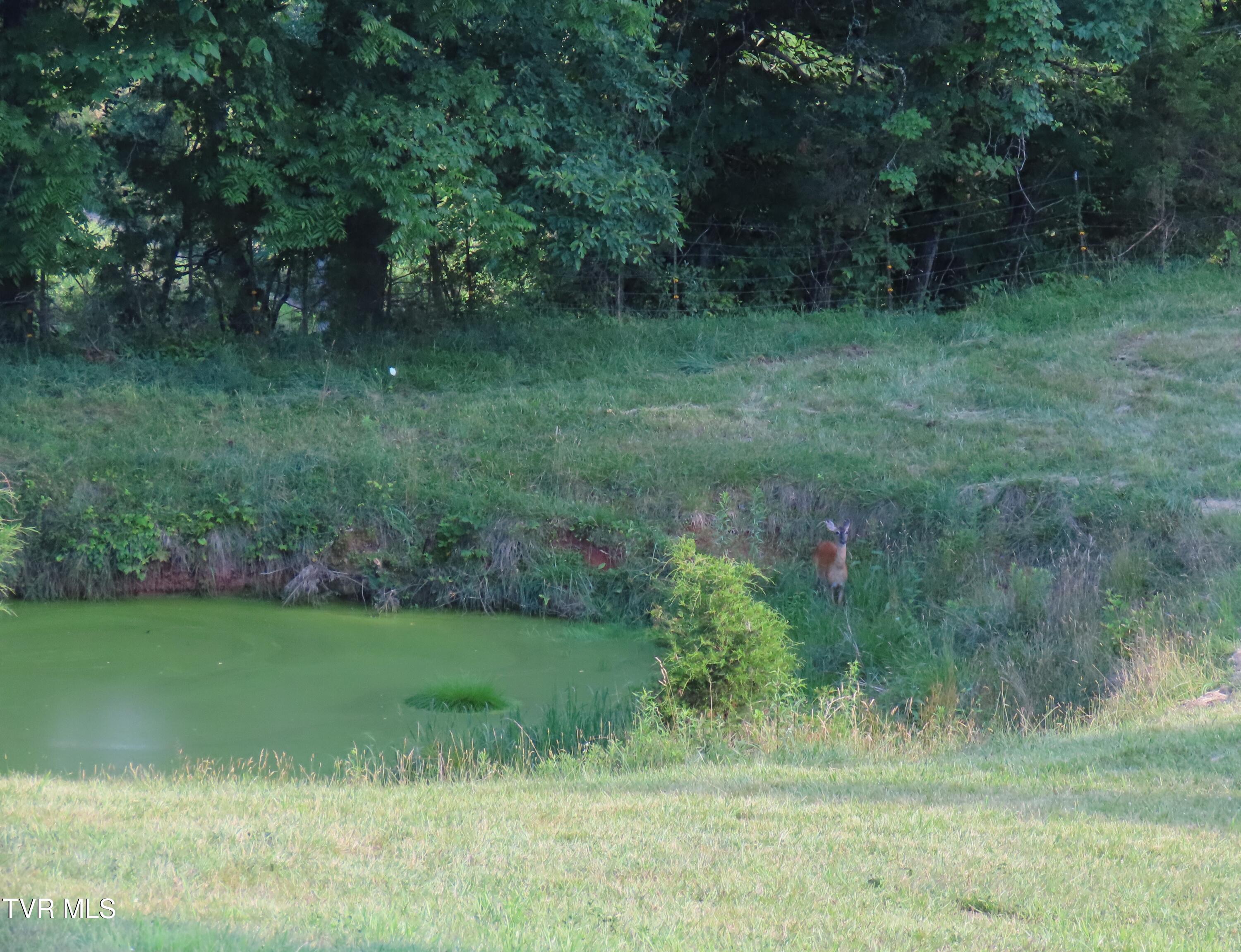 Tbd Ball Field Road Gate City, VA 24251 - Photo 5 of 22 deer