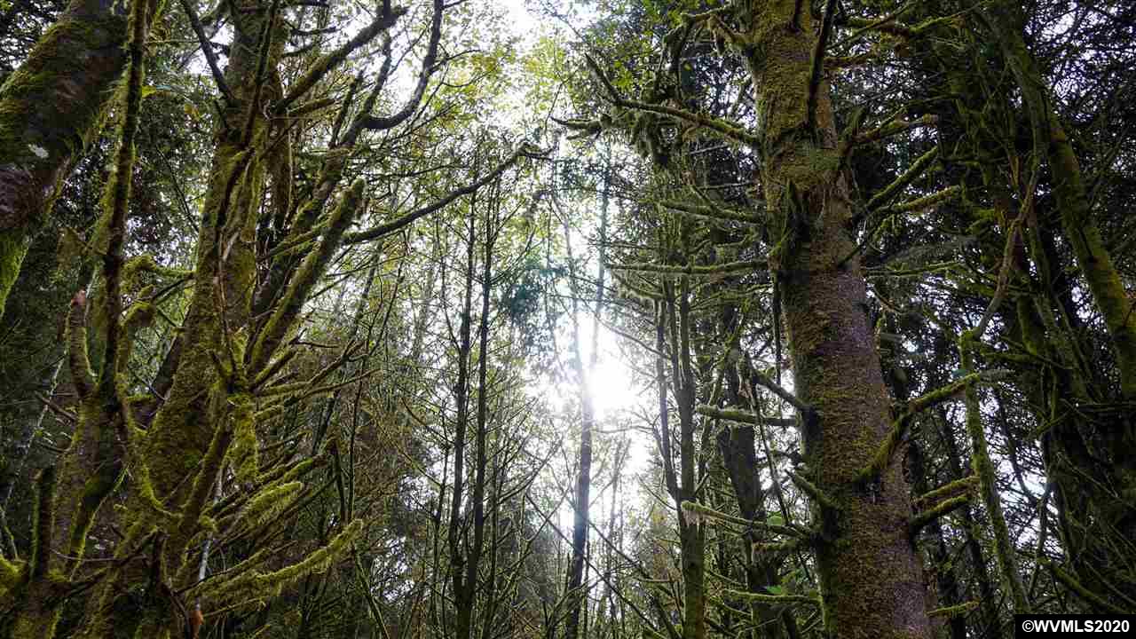 Old Netarts ( Tillamook, OR 97141 - Photo 8 of 16