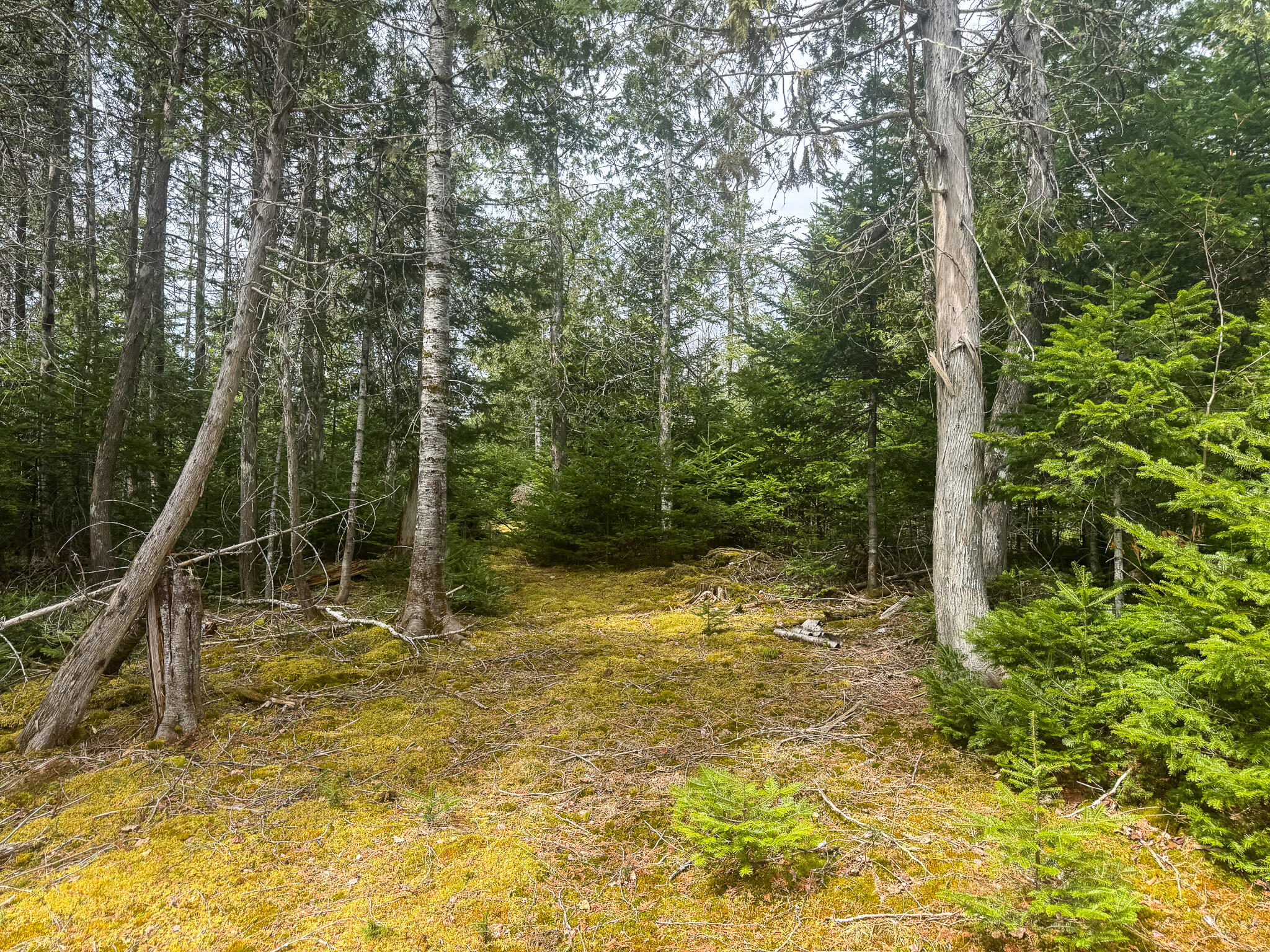 242 Bottle Lake Road Springfield, ME 04487 - Photo 36 of 47 41