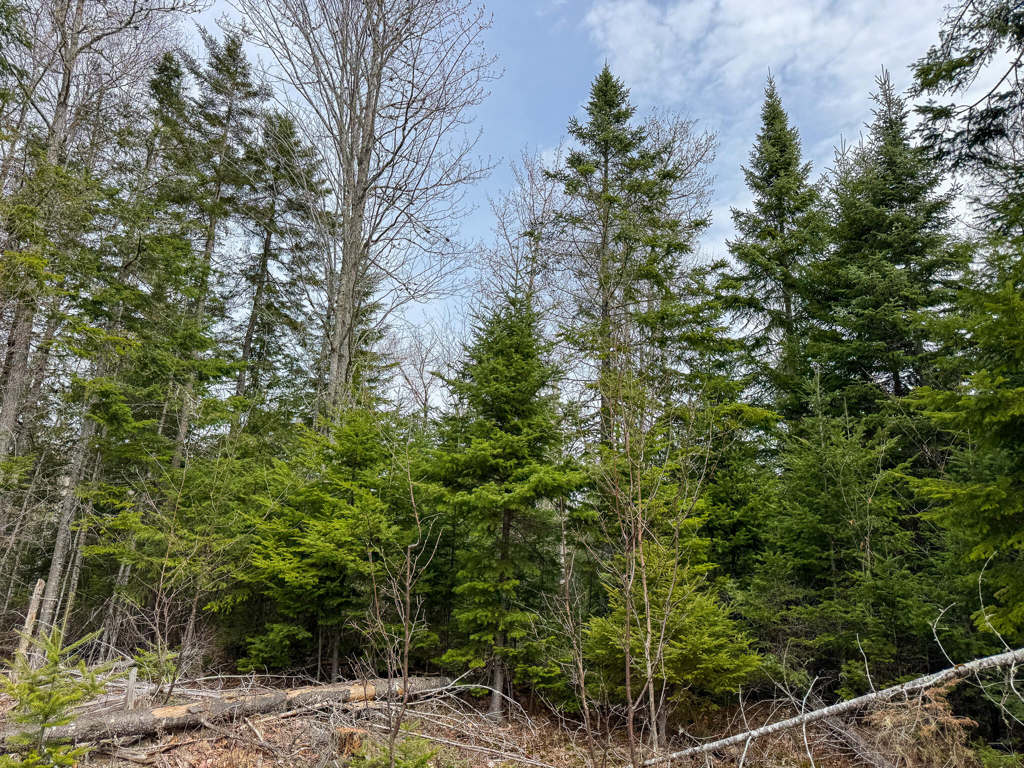 242 Bottle Lake Road Springfield, ME 04487 - Photo 37 of 47 42