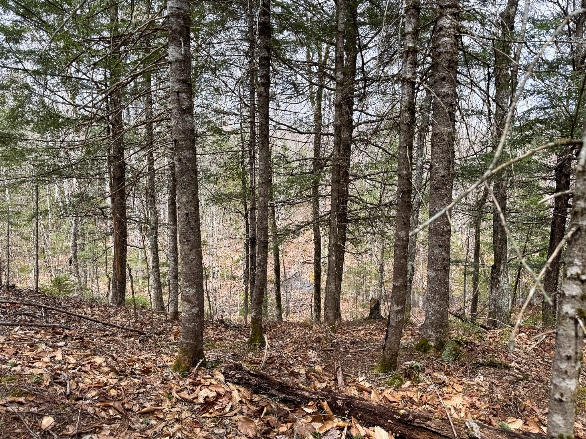 242 Bottle Lake Road Springfield, ME 04487 - Photo 41 of 47 46