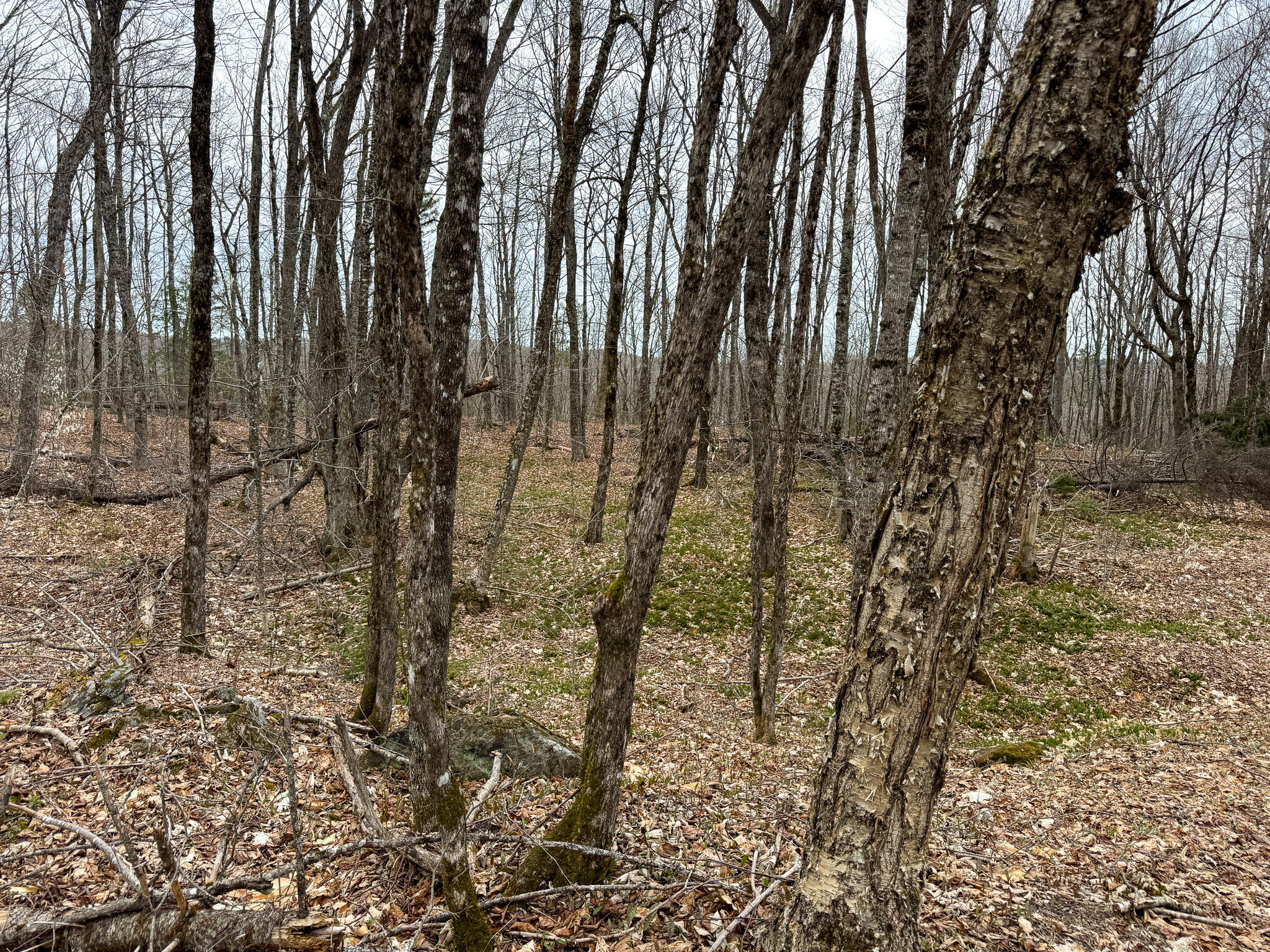 242 Bottle Lake Road Springfield, ME 04487 - Photo 42 of 47 47