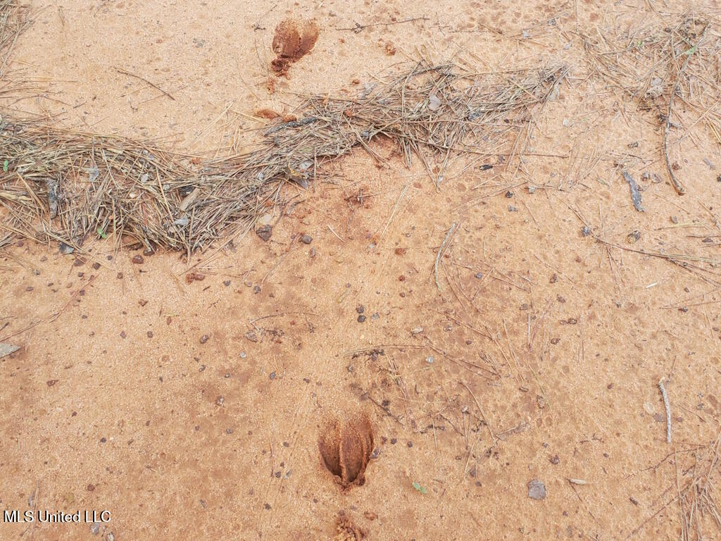 1788 County Road Water Valley, MS 38965 - Photo 11 of 17 11