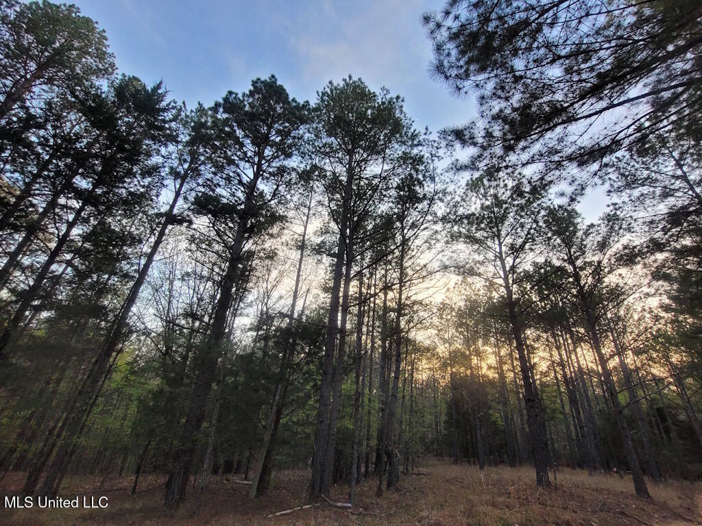 1788 County Road Water Valley, MS 38965 - Photo 10 of 17 10