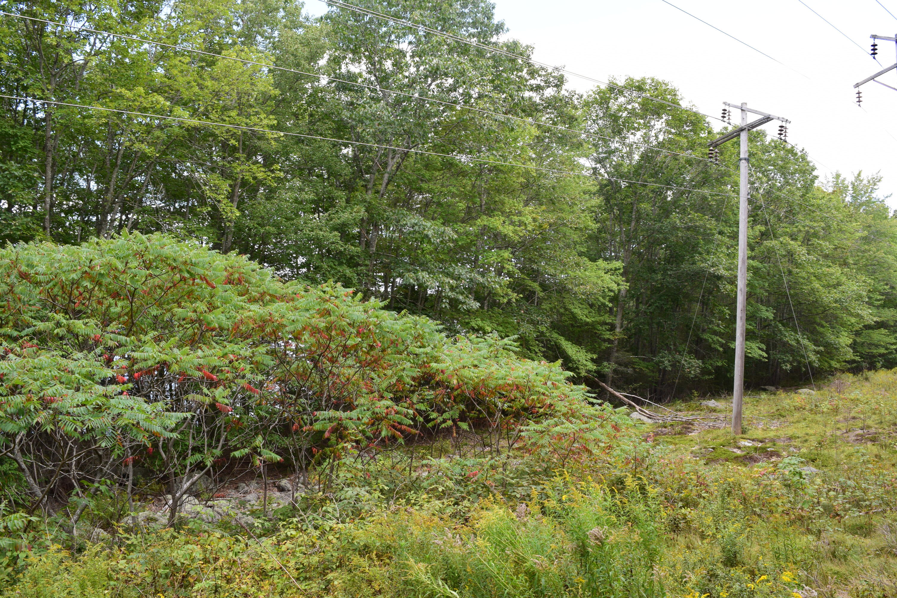 0 Christian Ridge Road Ellsworth, ME 04605 - Photo 11 of 16 DSC_0103