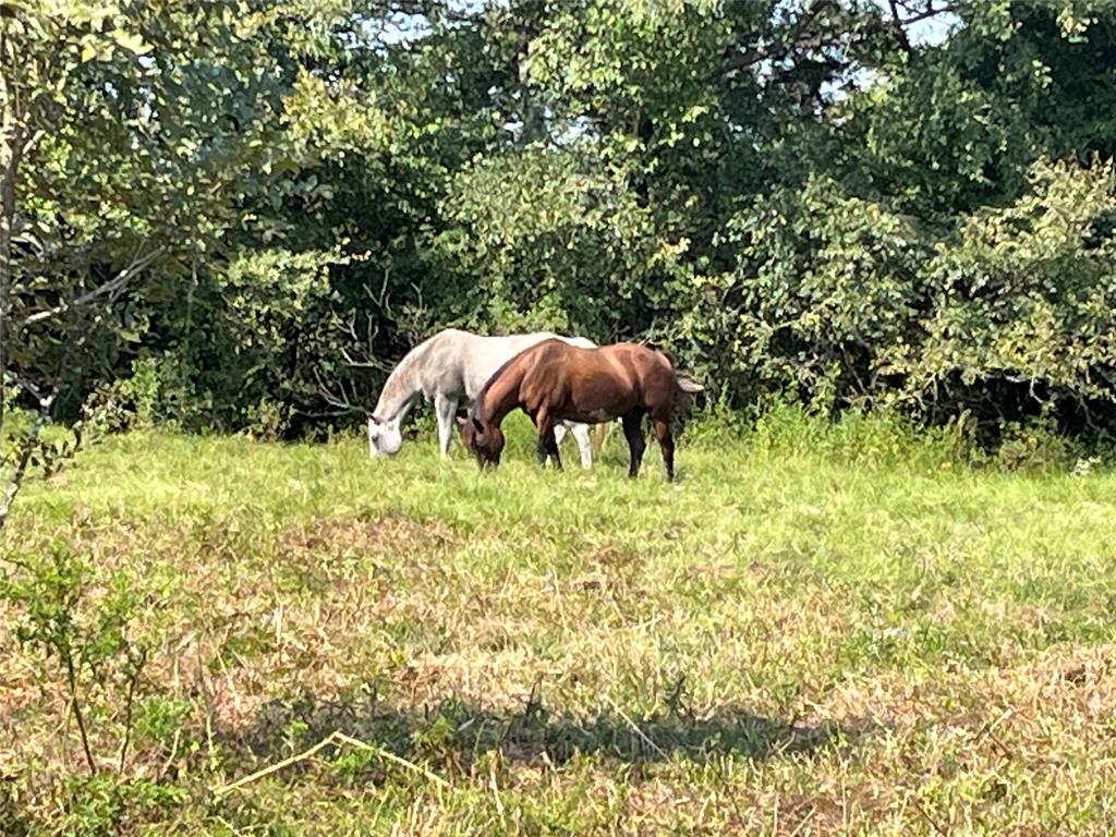 5100 Fm 2909 Canton, TX 75103 - Photo 23 of 33 Horses
