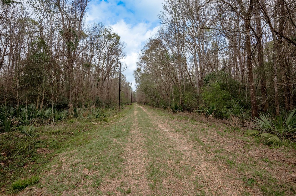 Lot 1-and Harper Branch Road Trinity, TX 75862 - Photo 16 of 21 a view of outdoor space and trees