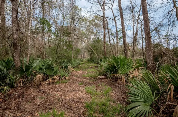 a view of a yard with plants and trees