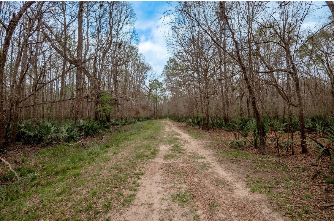 Lot 1-and Harper Branch Road Trinity, TX 75862 - Photo 20 of 21 a view of backyard with green space