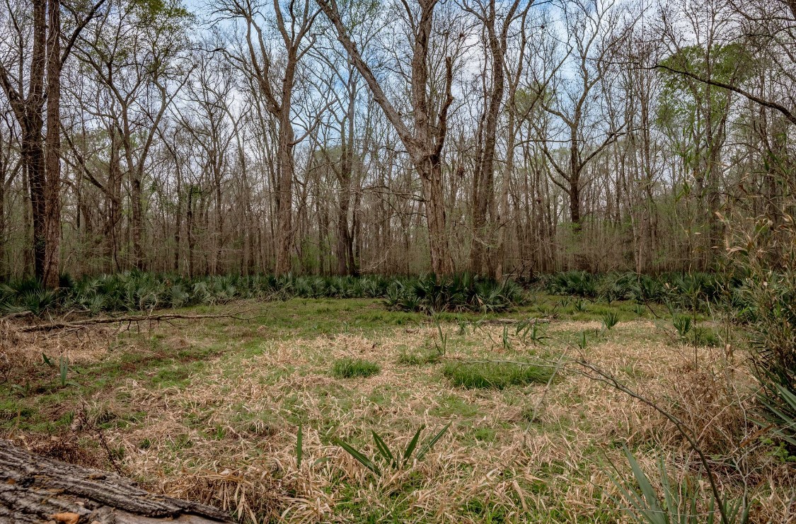 Lot 1-and Harper Branch Road Trinity, TX 75862 - Photo 21 of 21 a view of backyard with green space