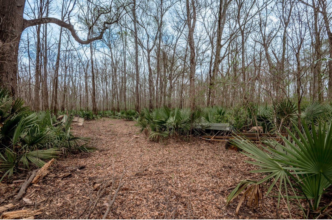 Lot 1-and Harper Branch Road Trinity, TX 75862 - Photo 4 of 21 a view of outdoor space with trees