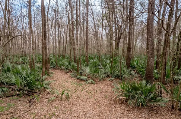 a view of a garden with large trees