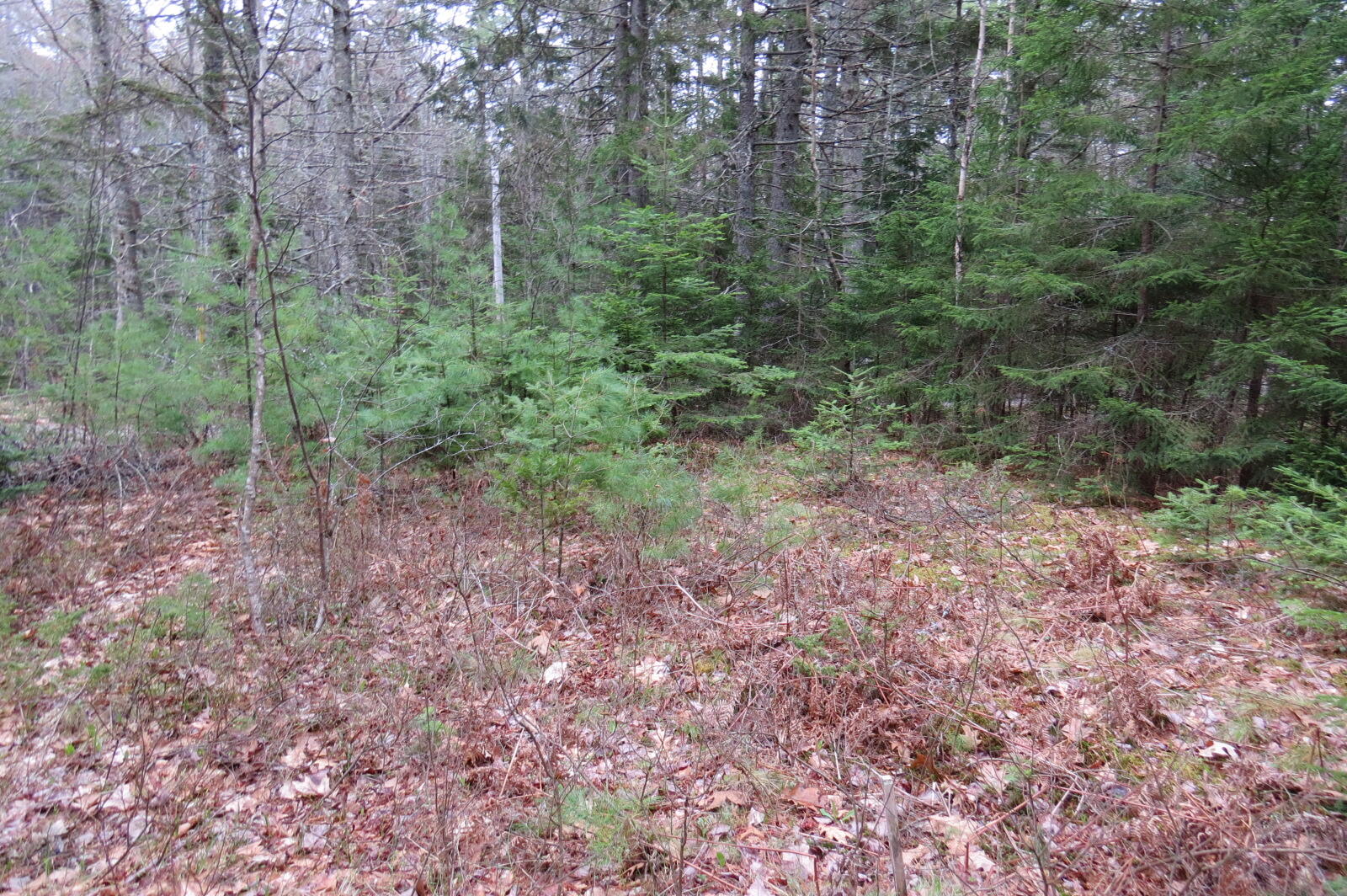 23 Porcupine Road Sullivan, ME 04664 - Photo 15 of 27 IMG_0199