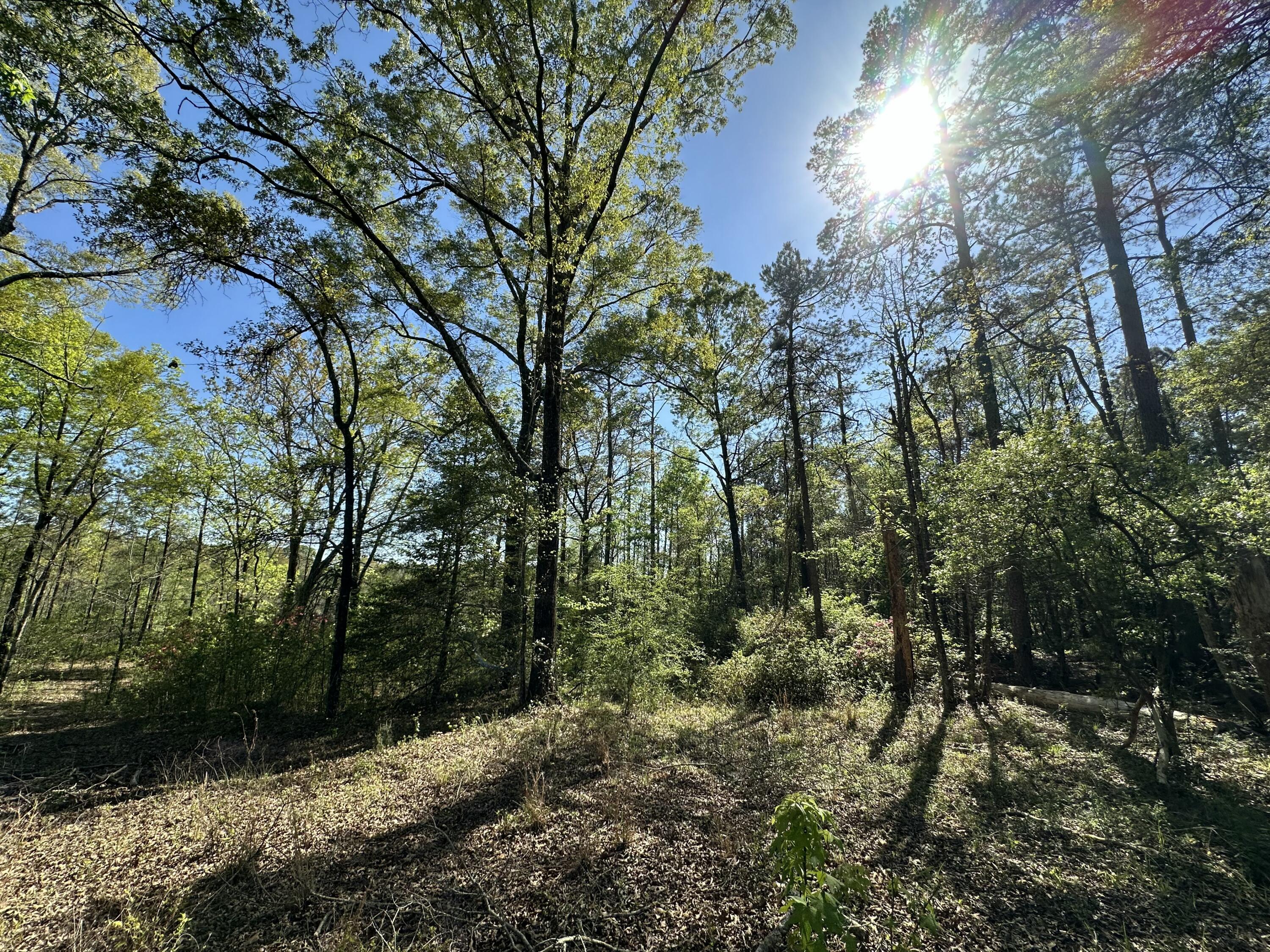 150 Jack Daniels Road Monroeville, AL 36460 - Photo 9 of 14 IMG_8414