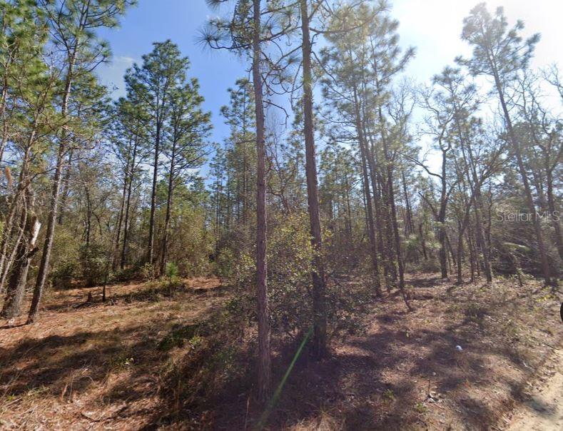 Hills Road Melrose, FL 32666 - Photo 2 of 5 a view of outdoor space and trees