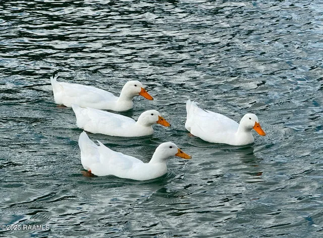 $875,000 | 12920 La Highway, Kaplan, LA 70548