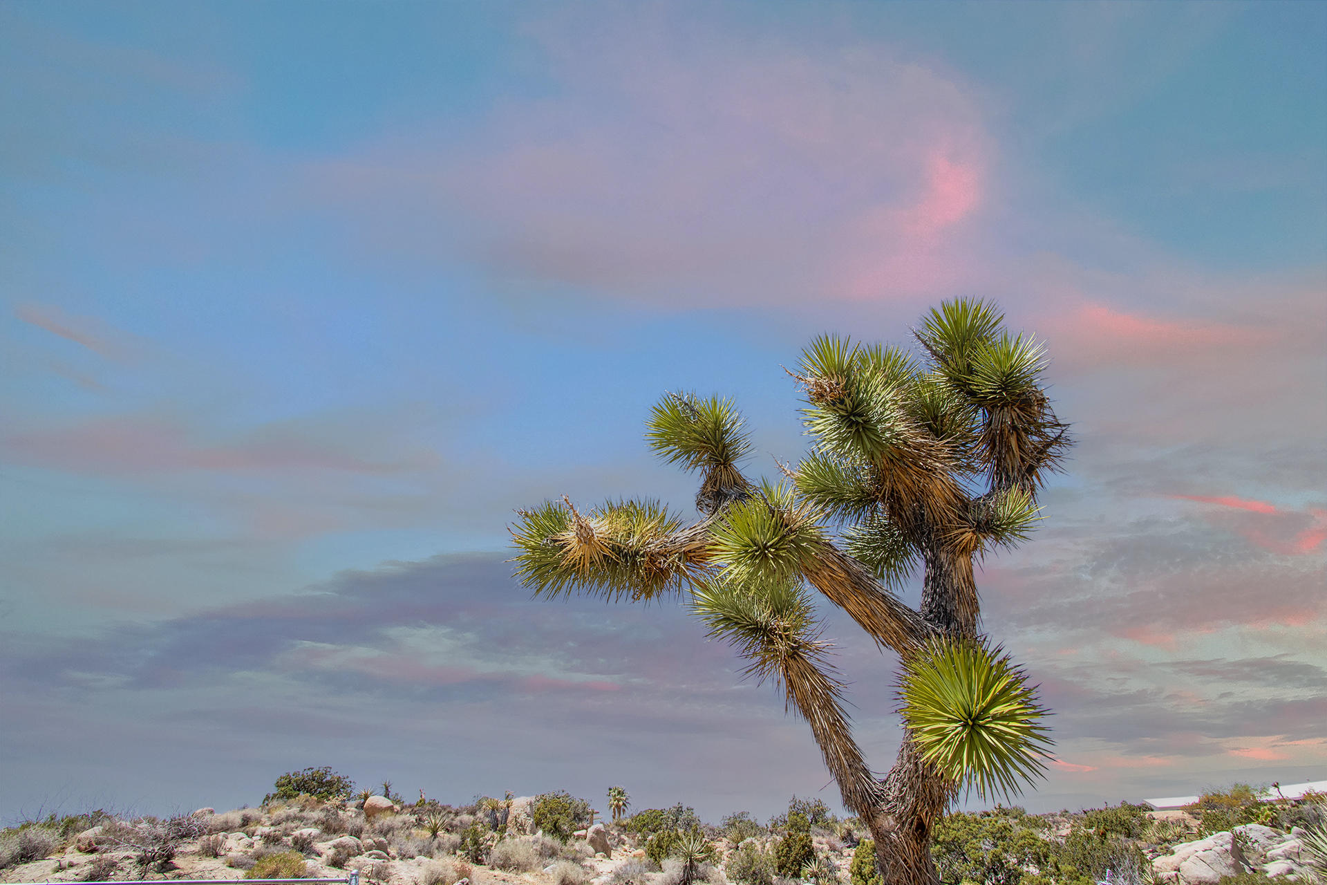56949 Spencer Road Yucca Valley, CA 92284 - Photo 22 of 31 Joshua Tree