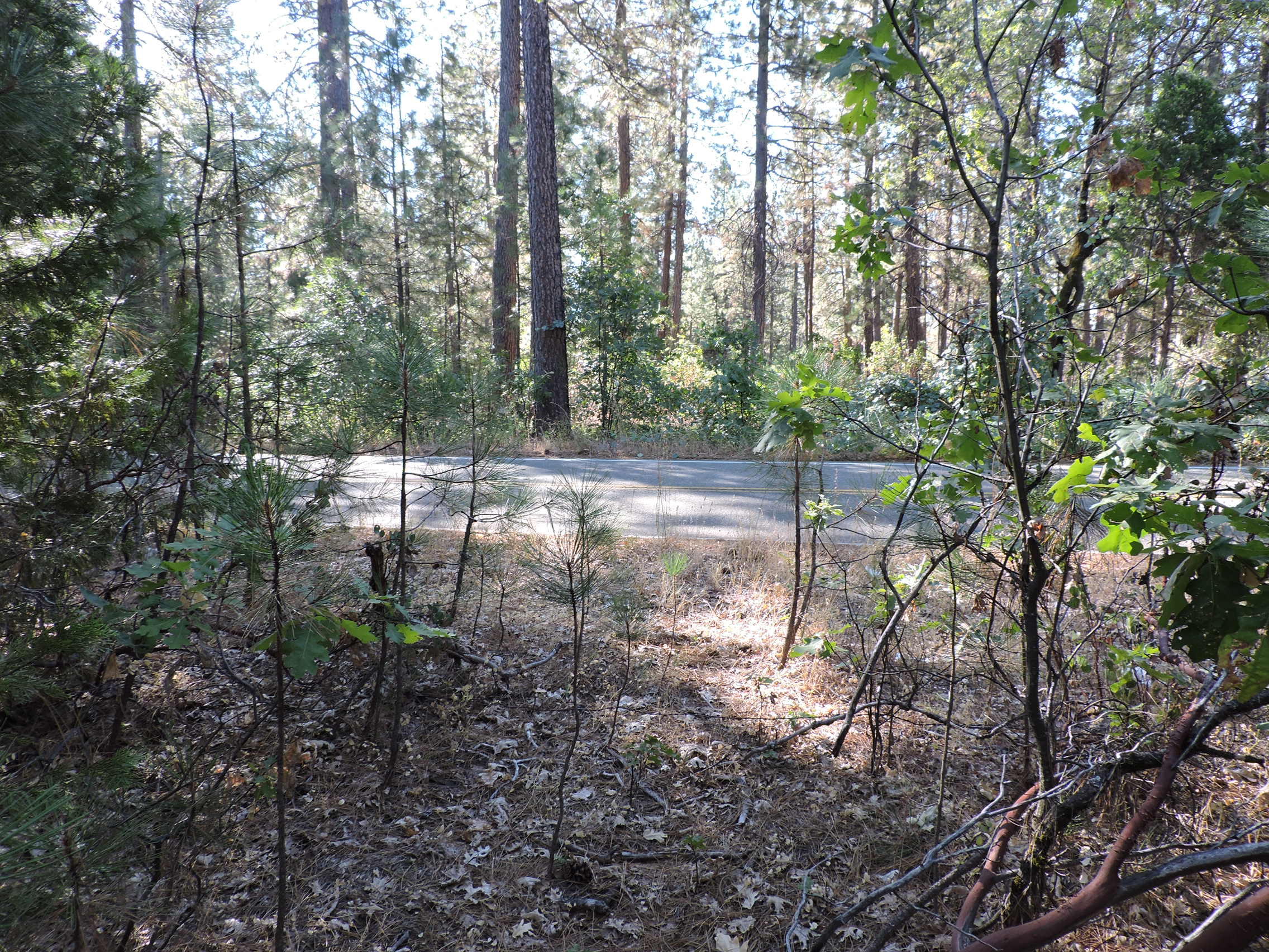 28726 Oak Run To Fern Road Oak Run, CA 96069 - Photo 16 of 46 Oak Run to Fern Road (8)