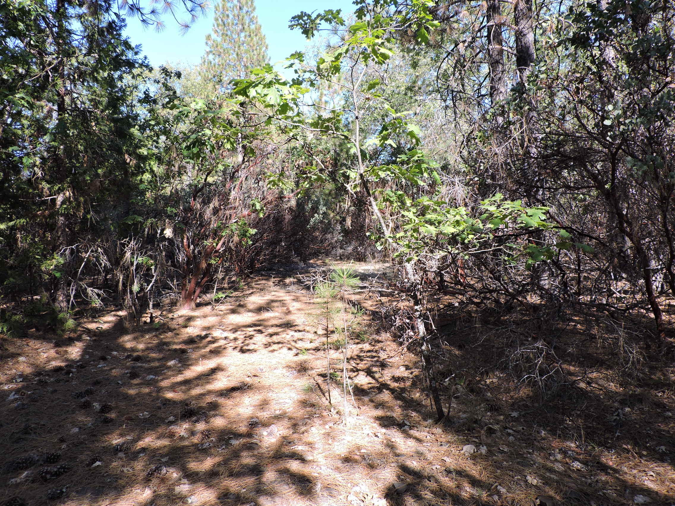 28726 Oak Run To Fern Road Oak Run, CA 96069 - Photo 18 of 46 Oak Run to Fern Road (10)