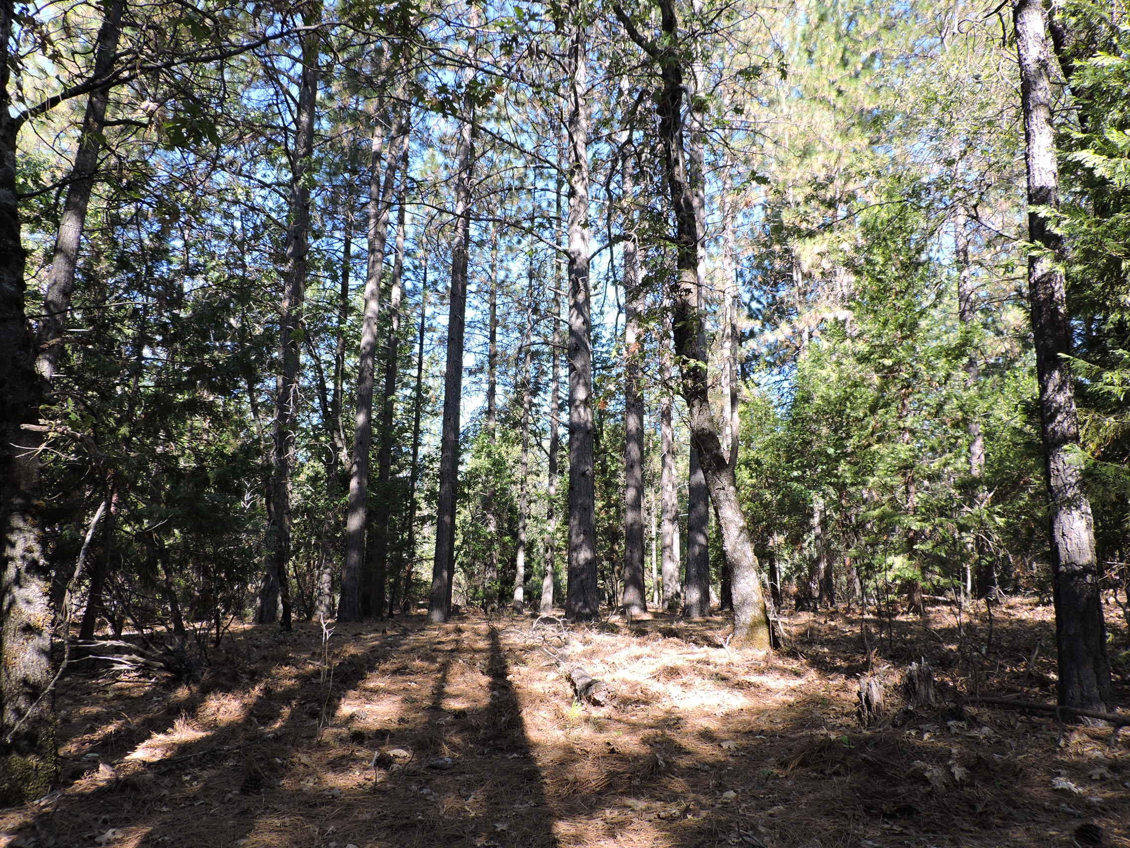 28726 Oak Run To Fern Road Oak Run, CA 96069 - Photo 21 of 46 Oak Run to Fern Road (13)