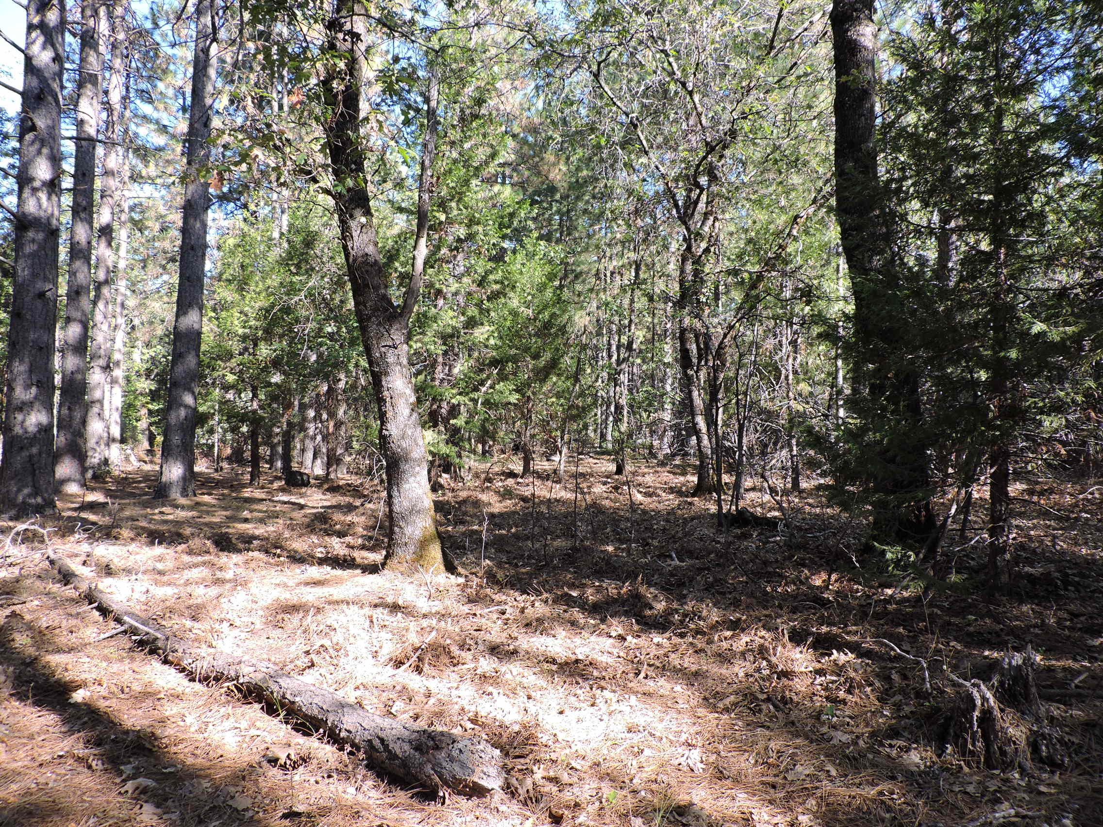 28726 Oak Run To Fern Road Oak Run, CA 96069 - Photo 22 of 46 Oak Run to Fern Road (14)
