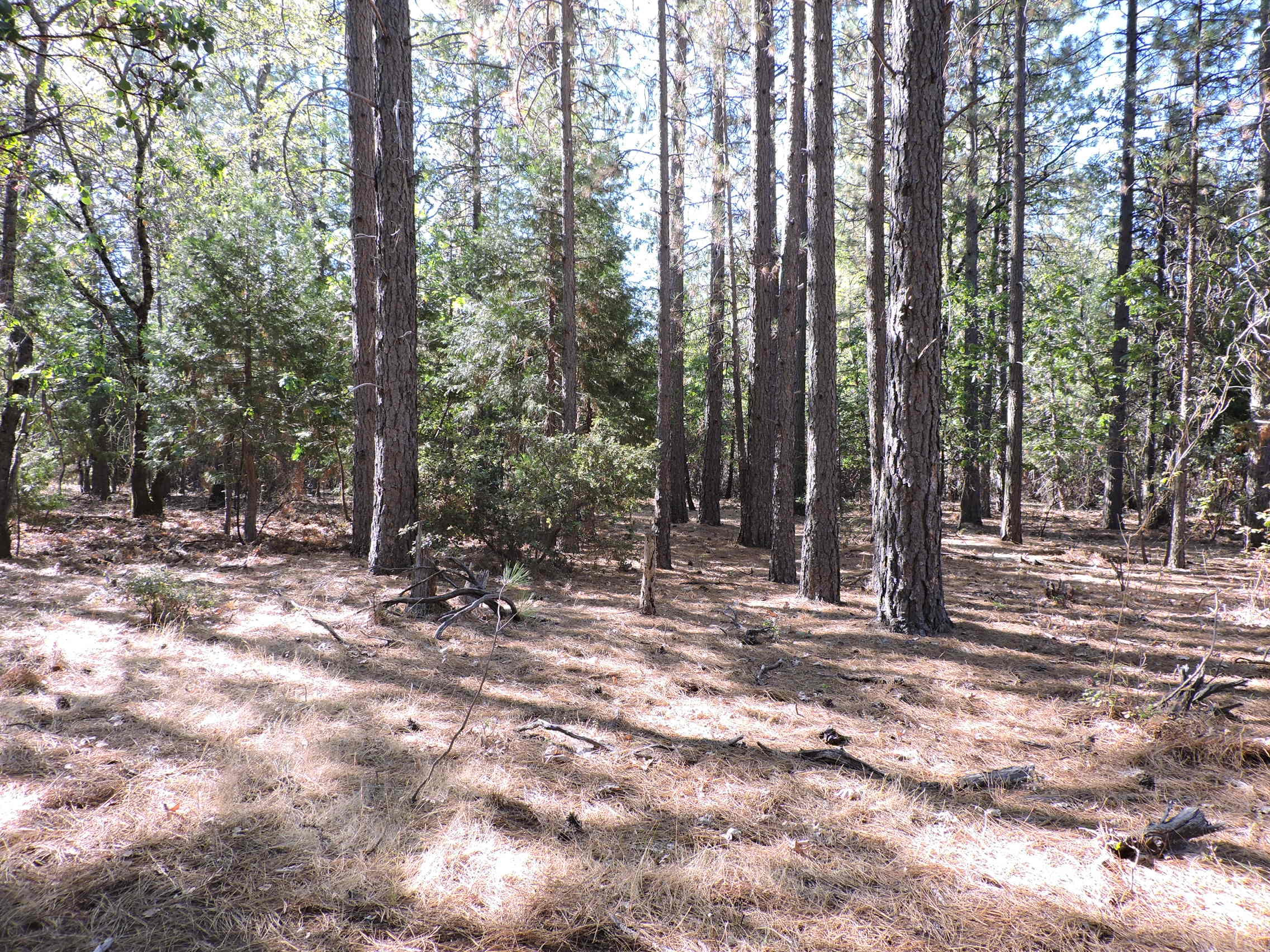 28726 Oak Run To Fern Road Oak Run, CA 96069 - Photo 23 of 46 Oak Run to Fern Road (15)