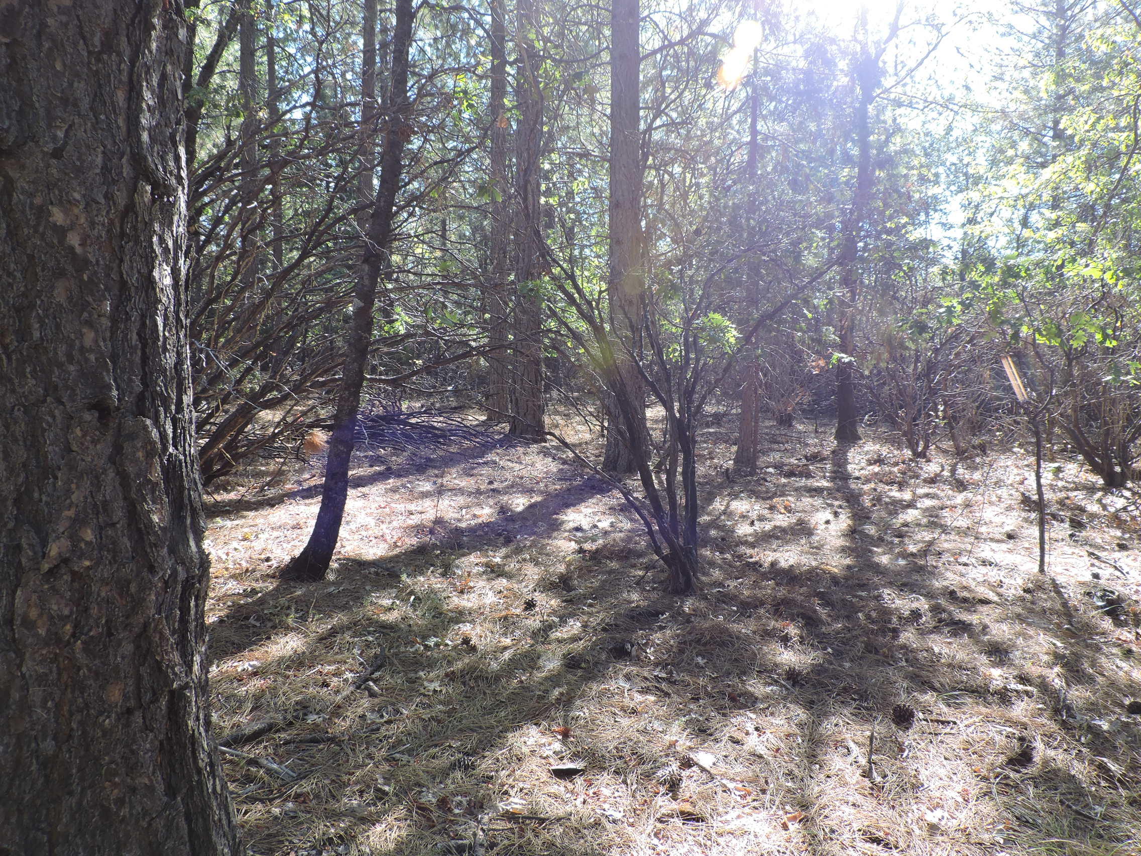 28726 Oak Run To Fern Road Oak Run, CA 96069 - Photo 24 of 46 Oak Run to Fern Road (16)