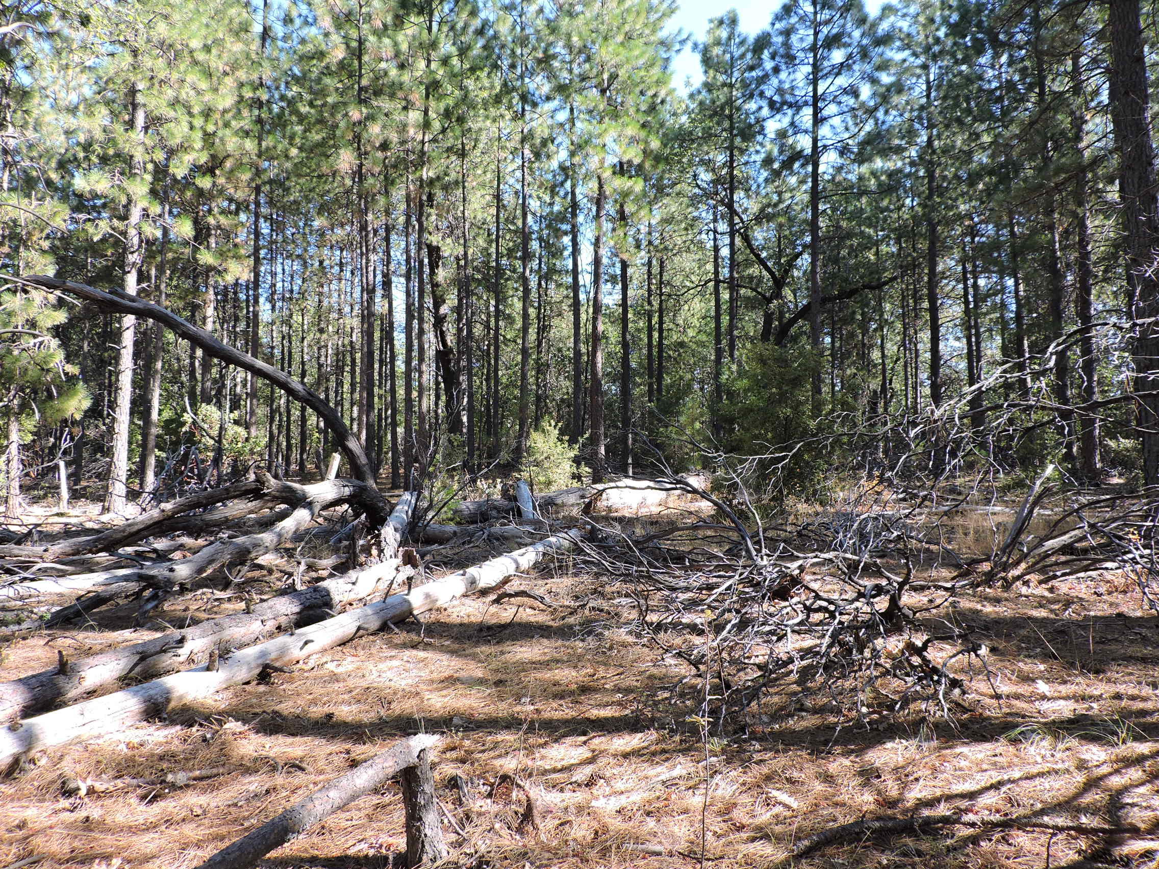 28726 Oak Run To Fern Road Oak Run, CA 96069 - Photo 25 of 46 Oak Run to Fern Road (17)