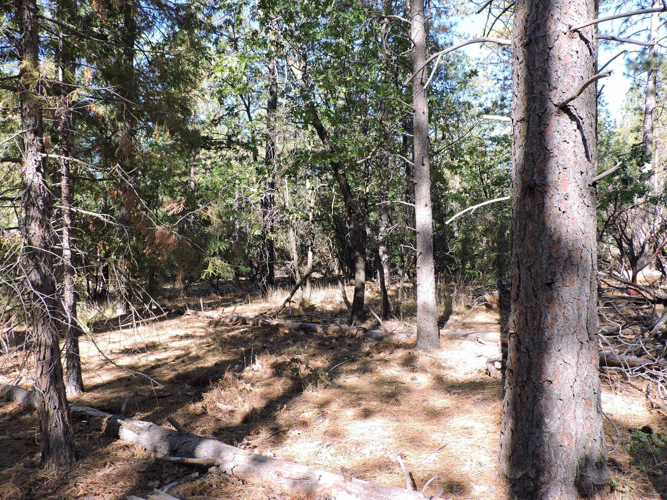28726 Oak Run To Fern Road Oak Run, CA 96069 - Photo 26 of 46 Oak Run to Fern Road (18)