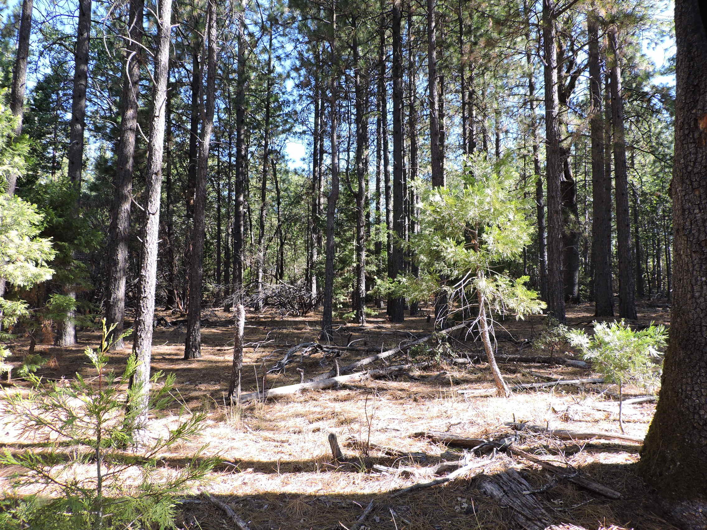 28726 Oak Run To Fern Road Oak Run, CA 96069 - Photo 27 of 46 Oak Run to Fern Road (19)