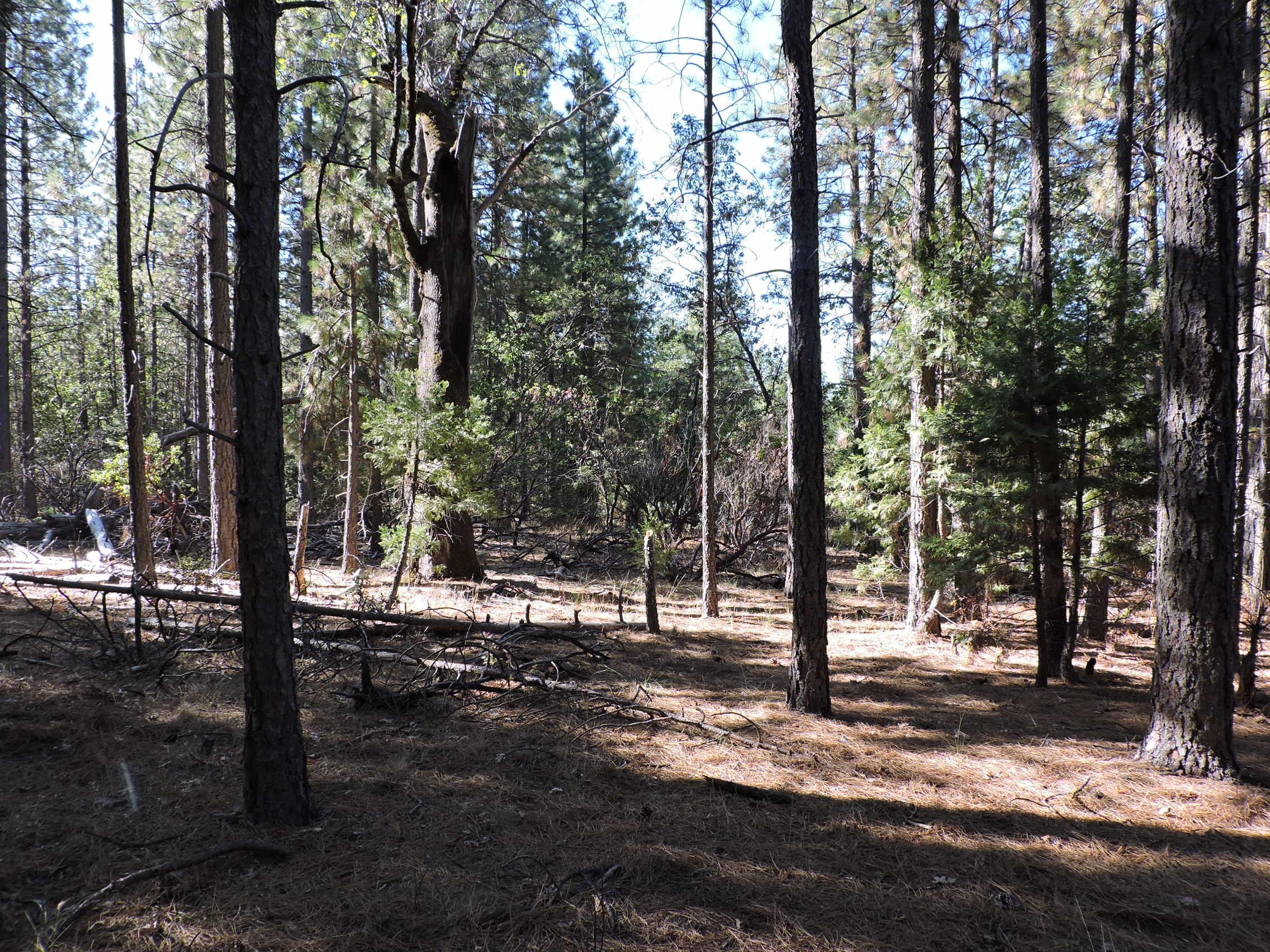 28726 Oak Run To Fern Road Oak Run, CA 96069 - Photo 28 of 46 Oak Run to Fern Road (20)