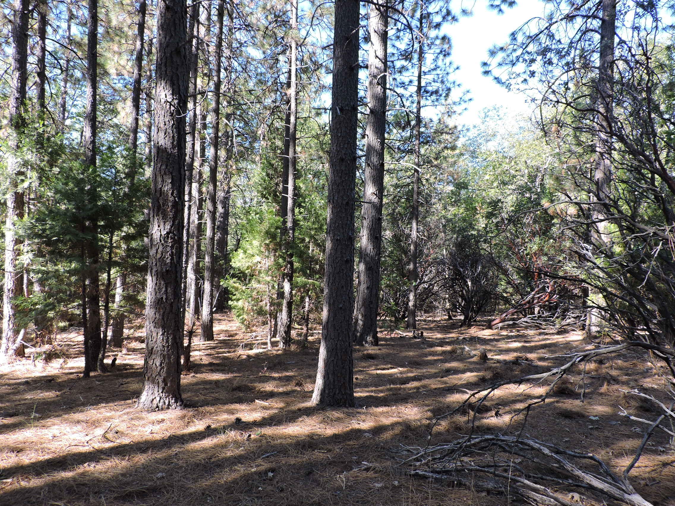 28726 Oak Run To Fern Road Oak Run, CA 96069 - Photo 29 of 46 Oak Run to Fern Road (21)