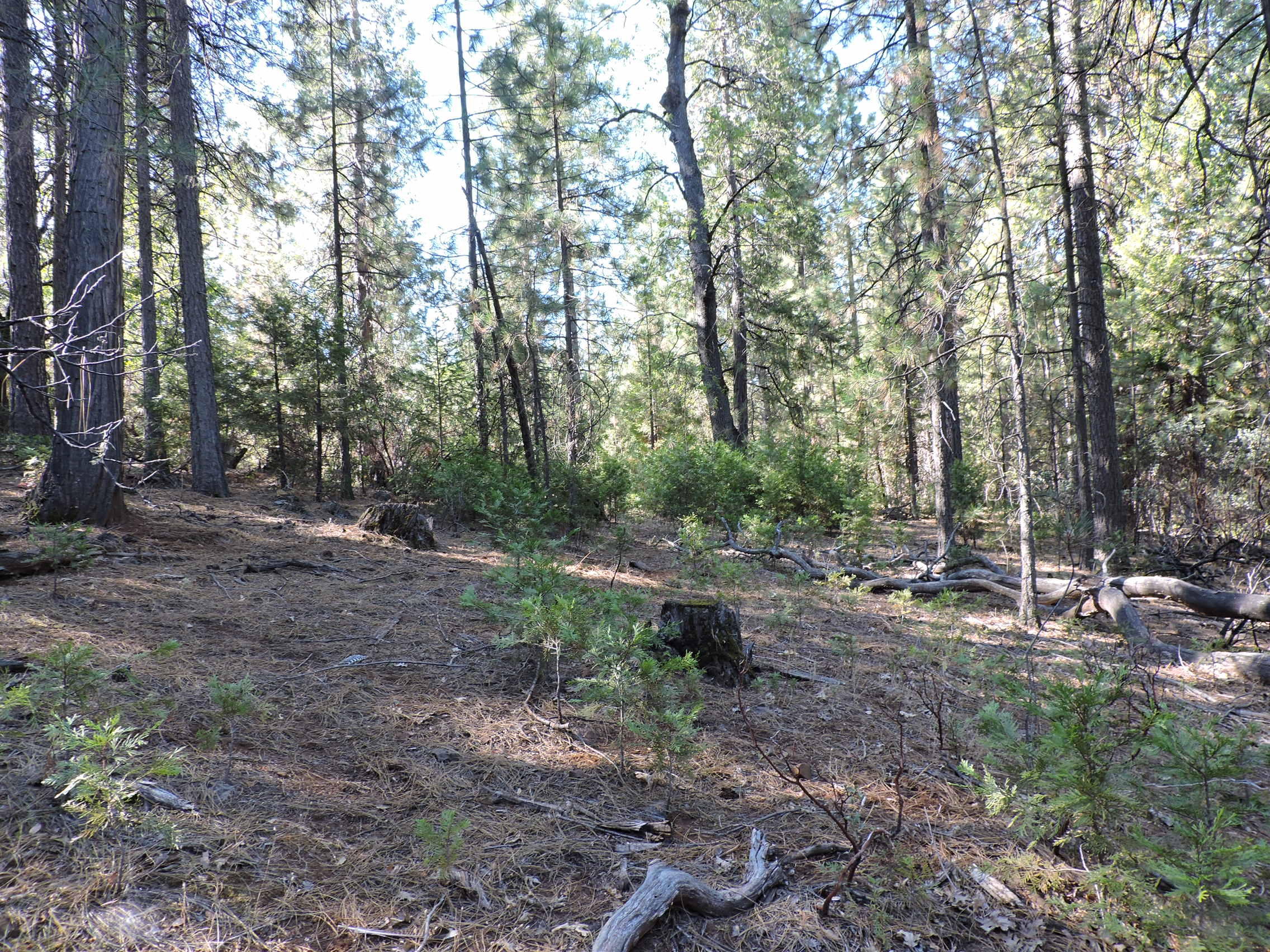 28726 Oak Run To Fern Road Oak Run, CA 96069 - Photo 37 of 46 Oak Run to Fern Road (29)