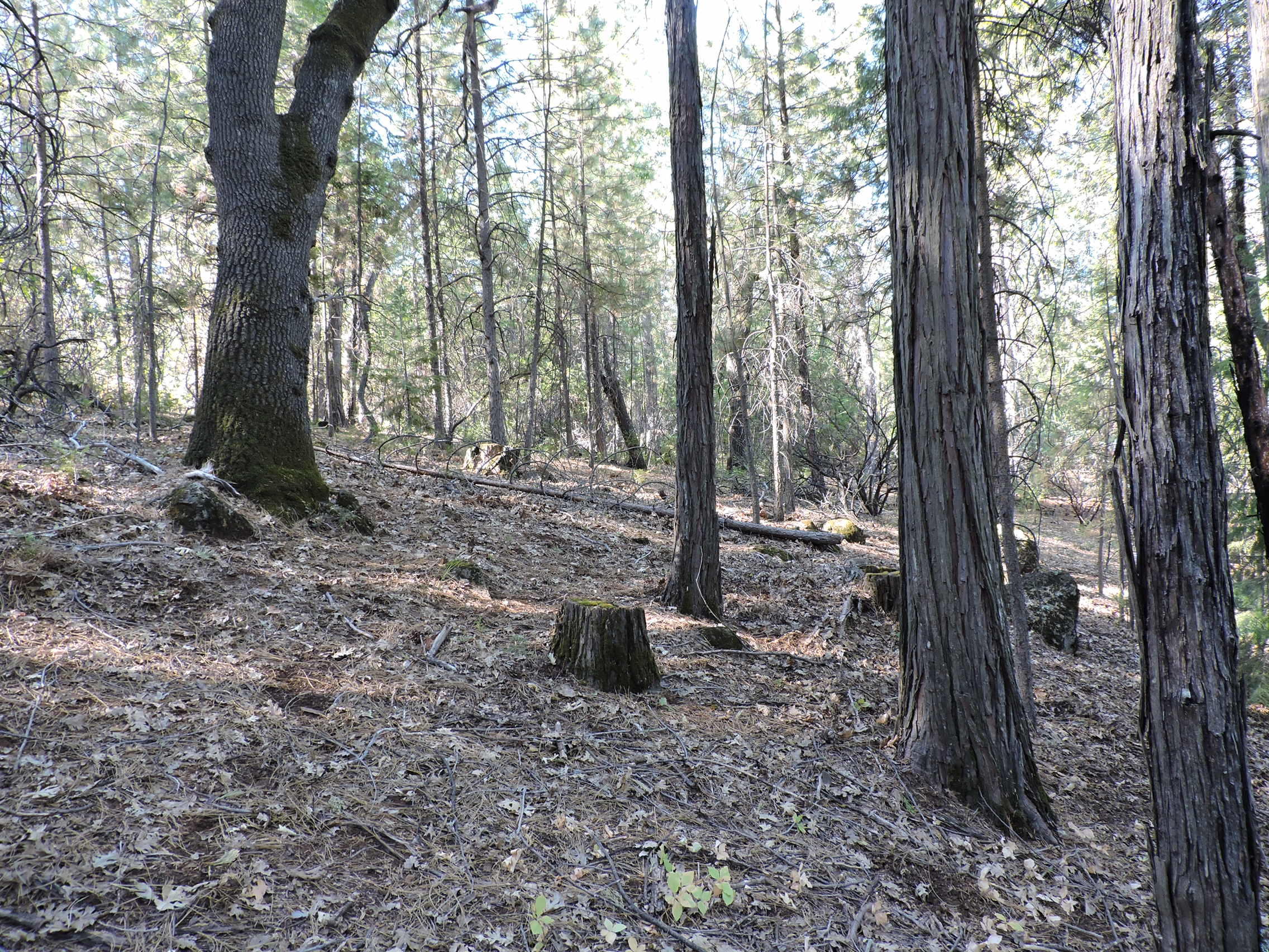 28726 Oak Run To Fern Road Oak Run, CA 96069 - Photo 39 of 46 Oak Run to Fern Road (31)