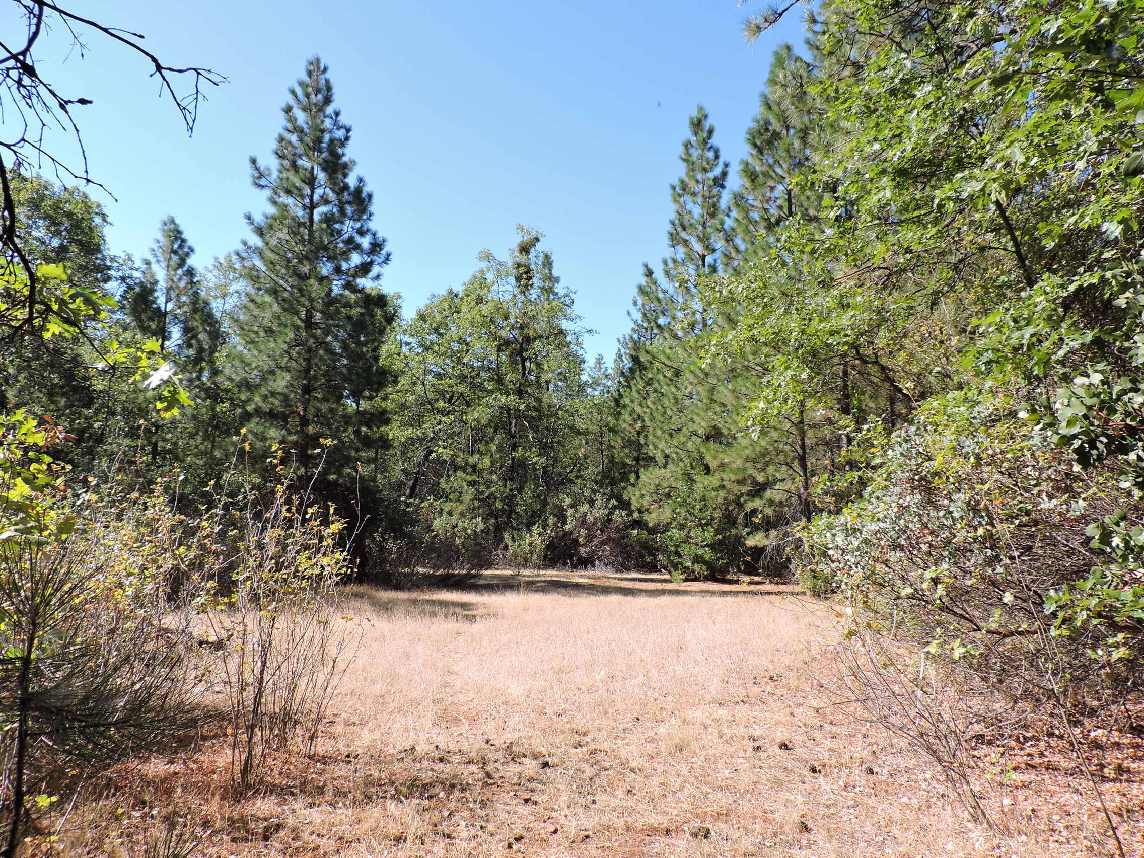 28726 Oak Run To Fern Road Oak Run, CA 96069 - Photo 5 of 46 Oak Run to Fern Road (39)