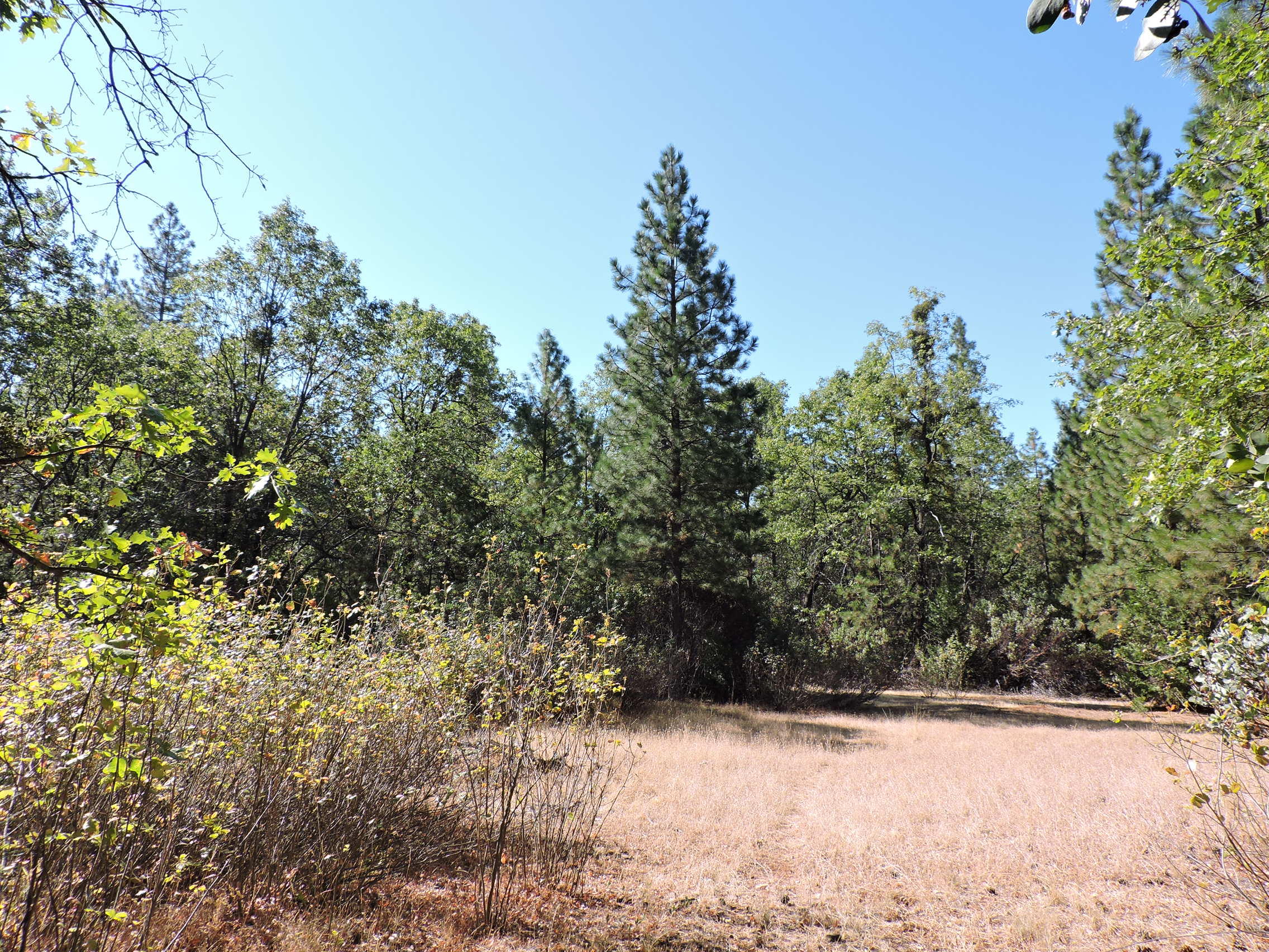 28726 Oak Run To Fern Road Oak Run, CA 96069 - Photo 10 of 46 Oak Run to Fern Road (1)