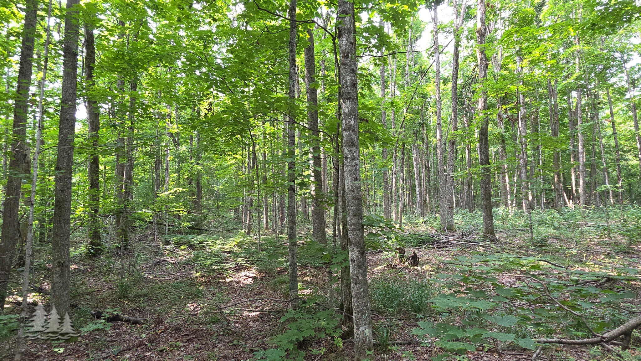 2139 Myrtle Lane Vanderbilt, MI 49795 - Photo 12 of 21 Gallery Image 12