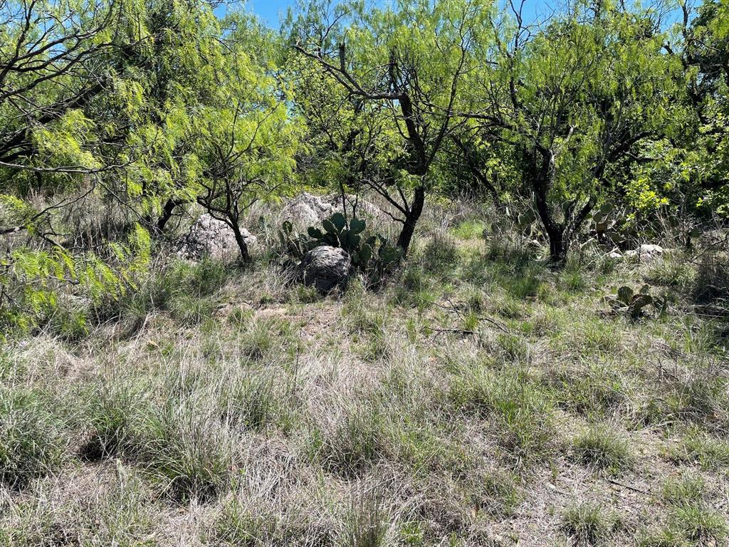 Tbd Tbd County Road Cisco, TX 76437 - Photo 8 of 12 a view of a forest with a tree