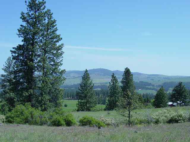 15102 South Stentz Road Spangle, WA 99031 - Photo 1 of 3