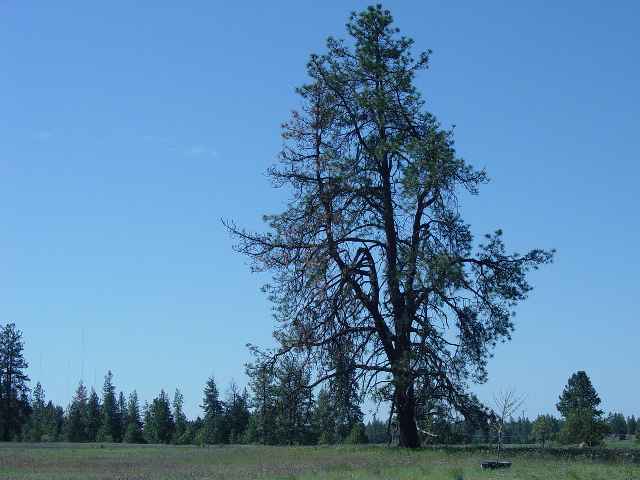 15102 South Stentz Road Spangle, WA 99031 - Photo 2 of 3
