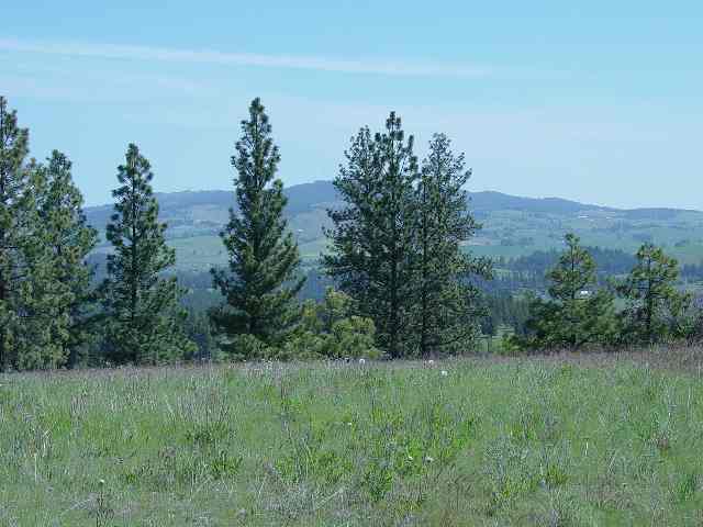 15102 South Stentz Road Spangle, WA 99031 - Photo 3 of 3