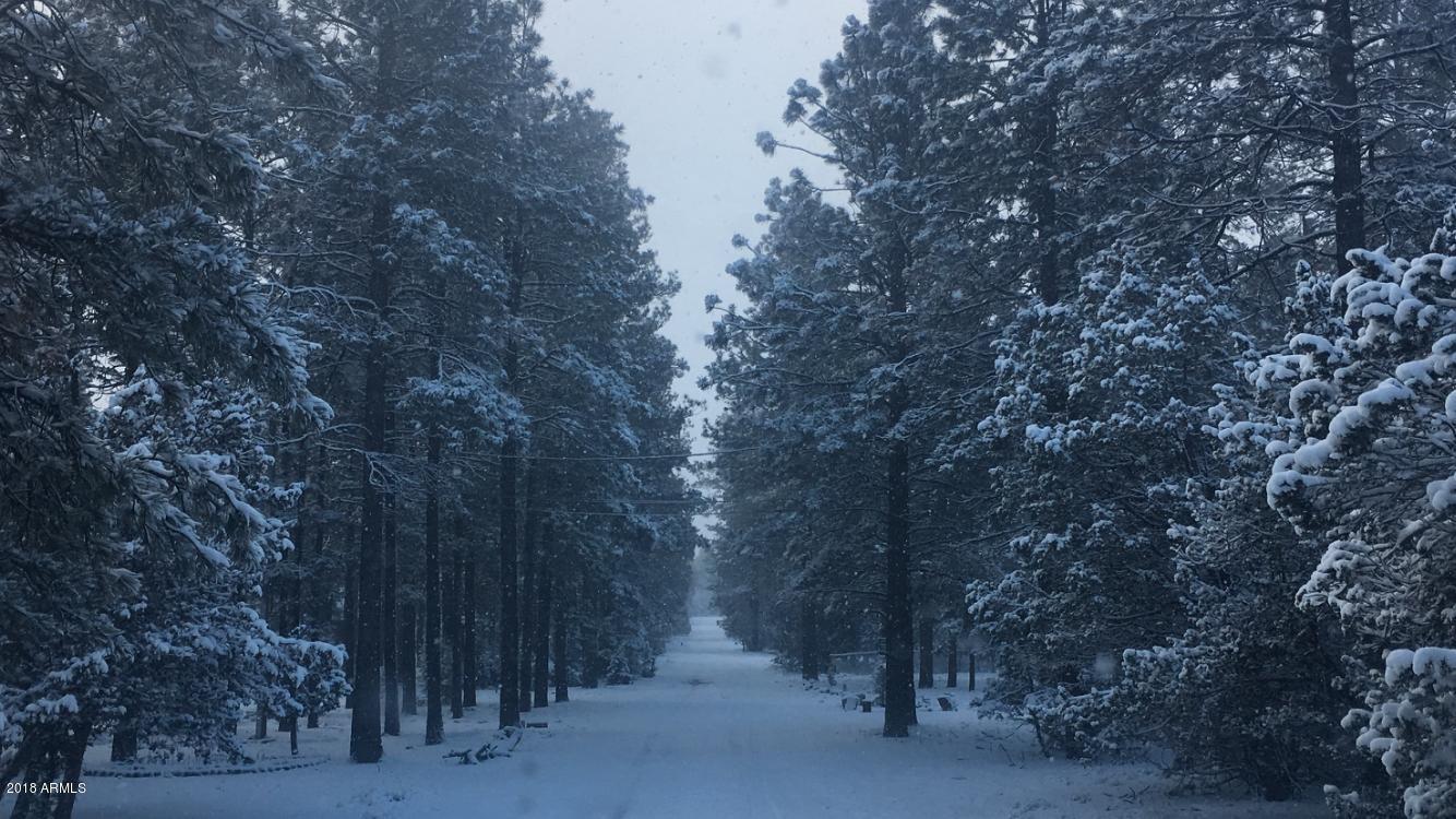 2865 Cattle Trail Road Overgaard, AZ 85933 - Photo 28 of 28 a view of a forest with trees in the background