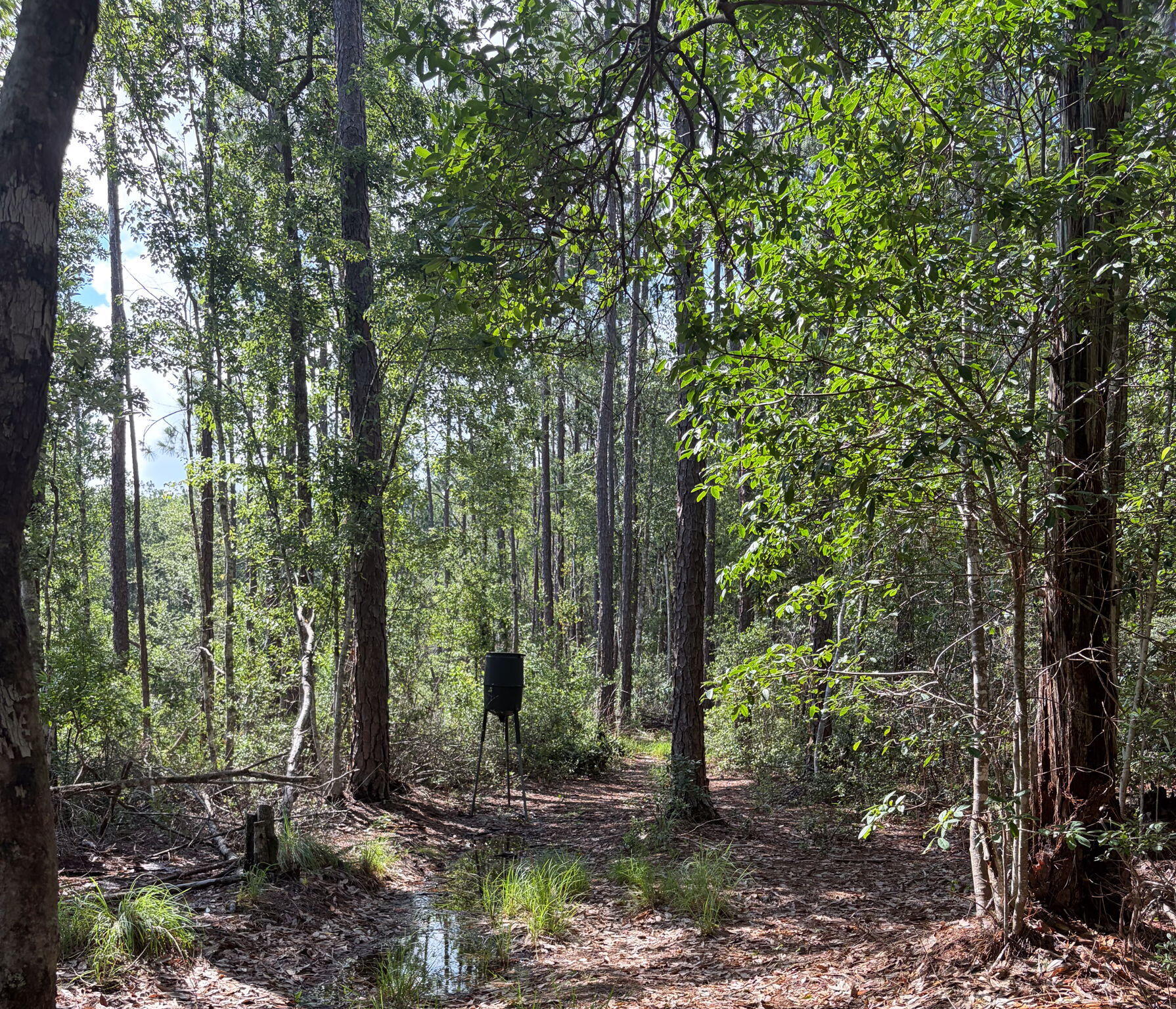 82 Acres 4 Flags Road Laurel Hill, FL 32567 - Photo 43 of 45 40-web-or-mls-IMG_1850
