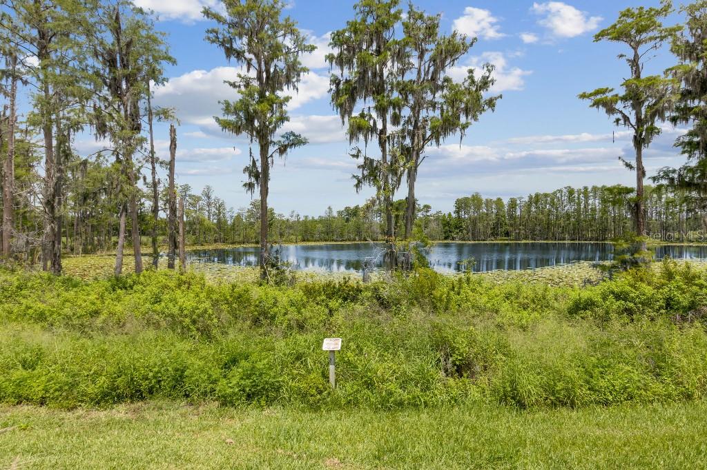 17936 Adrift Road Winter Garden, FL 34787 - Photo 33 of 44 a view of a yard with a tree