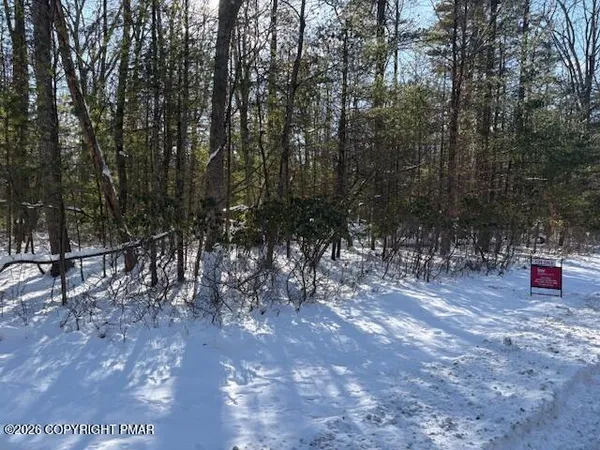 a view of a forest with trees